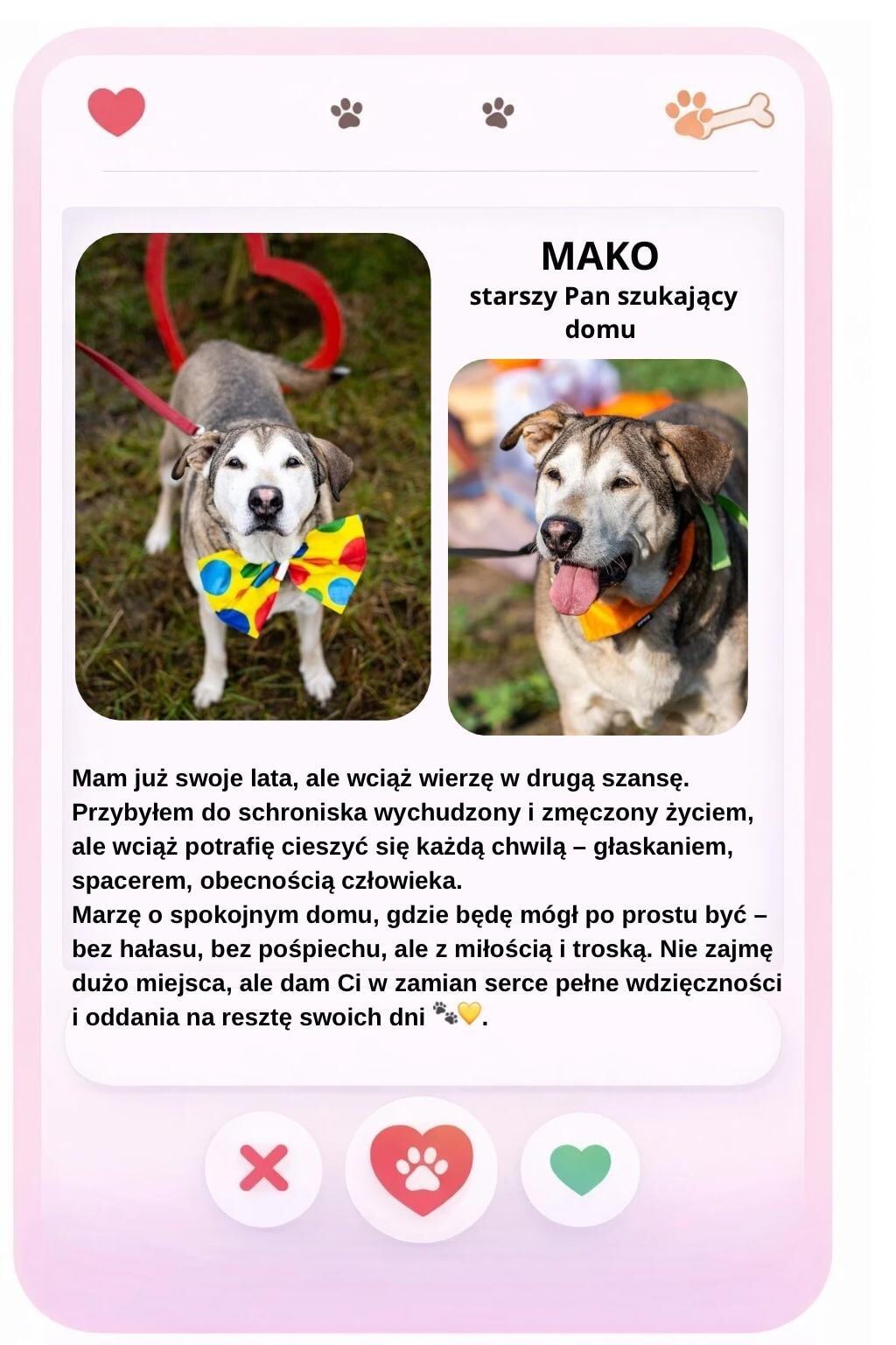 Walentynki w schronisku Psitulmnie w Zabrzu