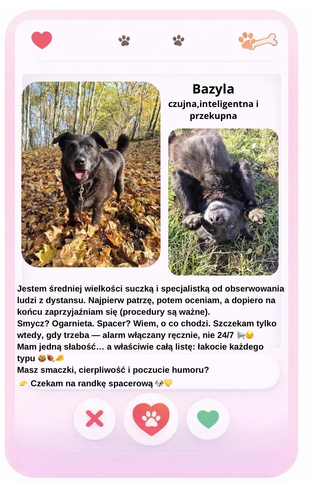 Walentynki w schronisku Psitulmnie w Zabrzu